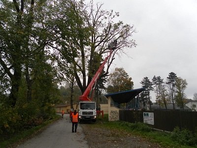 osetreni-liniove-vegetace-bavorovicka-alej-2014