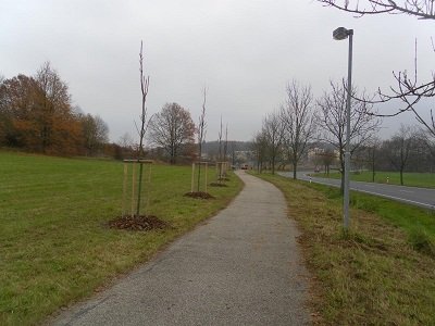 vysadba-stromu-hurka-2014